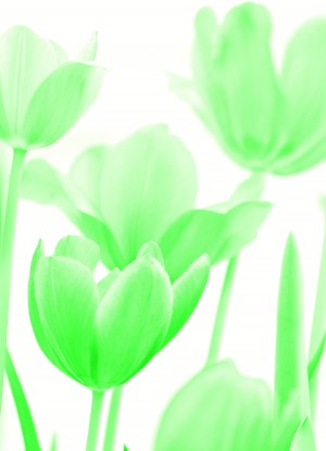 Tulips Green